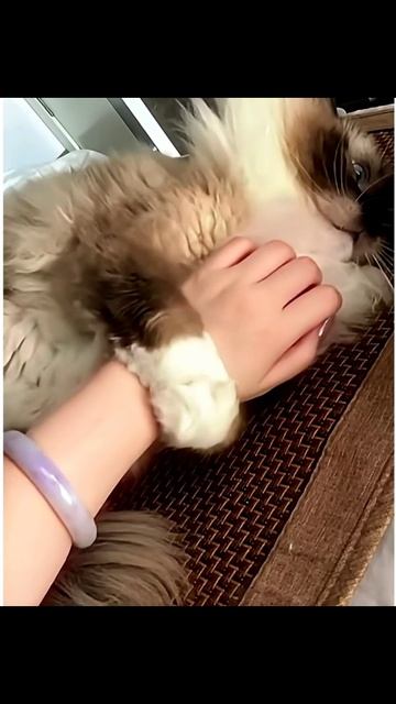 Прикольные котики  Funny Cats
