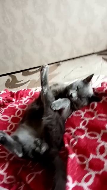 4177cc54882142a17c0c36acf7e85e63