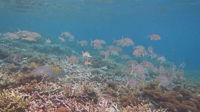 Doremon Wall Pianemo 2025