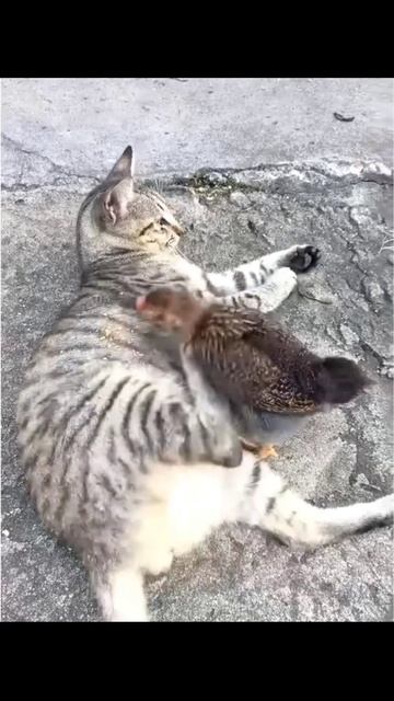 Funny Cats котики