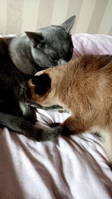 A72e6b4c678fc708420c9f088d94f212