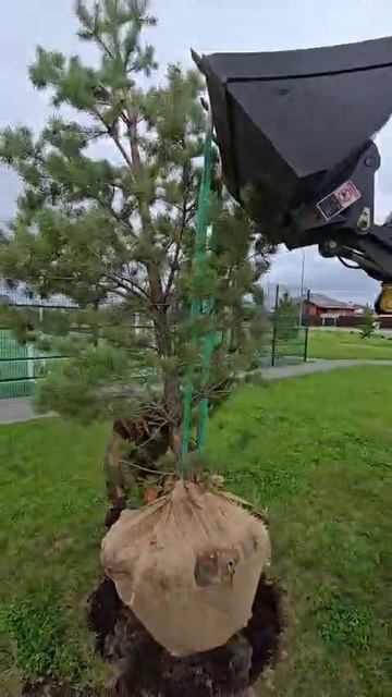 Отзыв на телескопический погрузчик ER1000 (посадка деревьев)