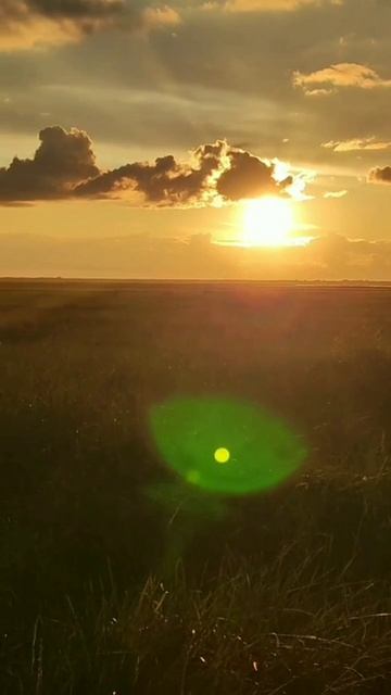 Пасека Алтайский край. На медоносах подсолнечника, гречки. Homay.