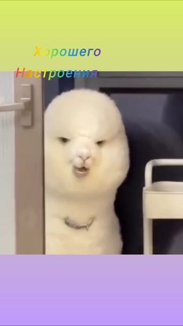 Хорошего настроения