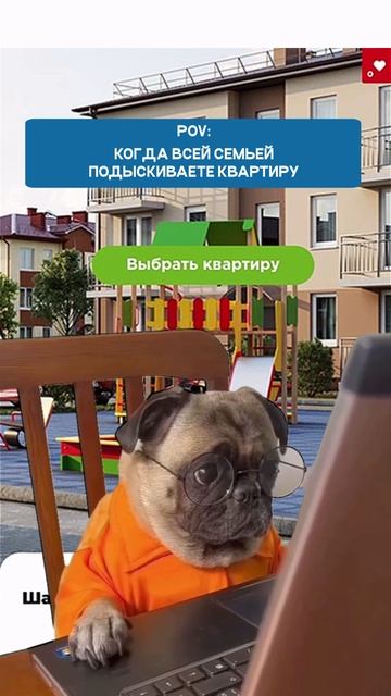 При выборе квартиры не забудьте посоветоваться и с вашим четвероногим другом! #калининград #мем #дом