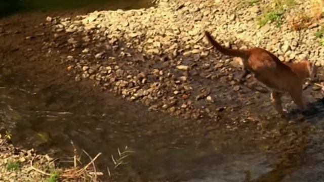 Вот почему Волки не связываются с РОСОМАХОЙ! Бесстрашный комок ЯРОСТИ!