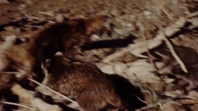 Гоняет Койотов, ест Кроликов и кидается на Медведей! Енот – бесстрашный разбойник!