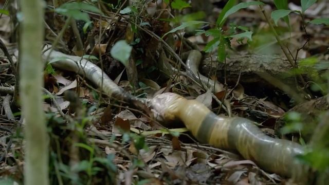 Эта ЗМЕЯ пожирает даже СВОИХ! Королевская кобра — Громадная хозяйка леса!