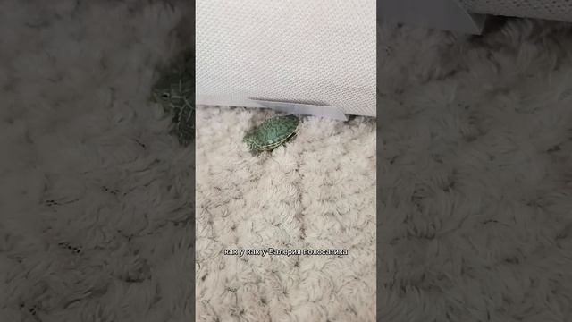 Приключение крока часть 10 (time)