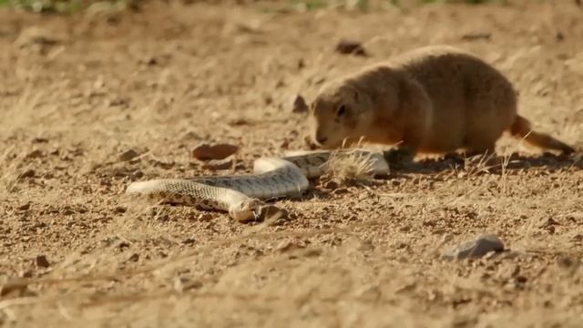 С этими Грызунами не связываются даже Змеи! Луговые собачки – Бесстрашные землекопы!