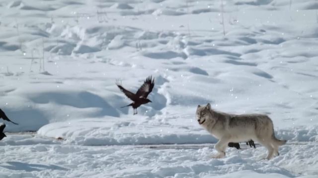 Вот что бывает, когда встречаются две СТАИ Волков!