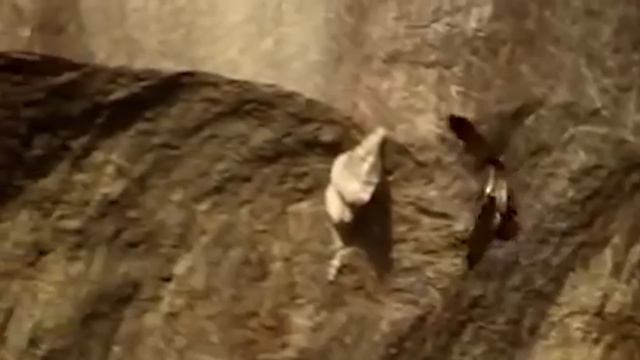 Этот Ястреб Разносит гнезда ОГРОМНЫХ шершней, ос и пчел!  Осоед — бронированный охотник!