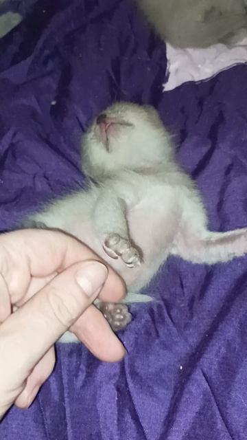 Самые необыкновенные тонкинезики) Бронь.