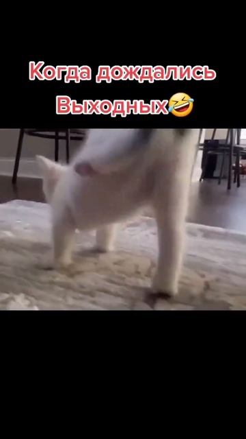 Приколы про животных 🐾♥️🍹
приятного просмотра 🍿