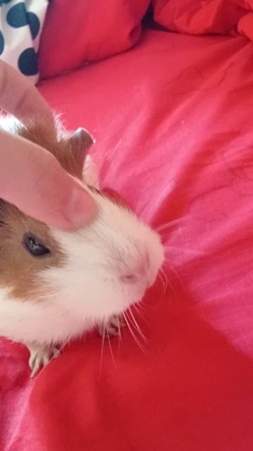 свинка танцует под песню Апаци Апаци