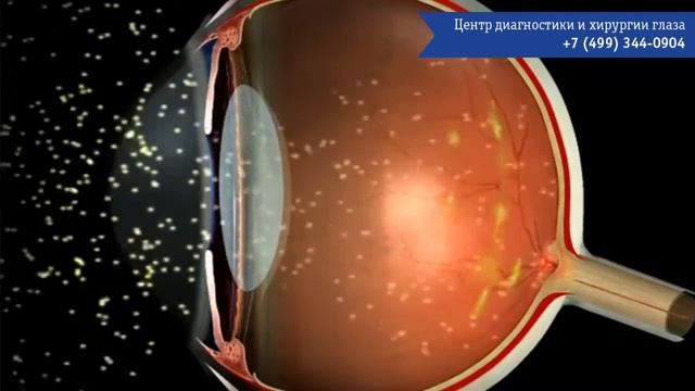 Как видит человек. Зрение человека