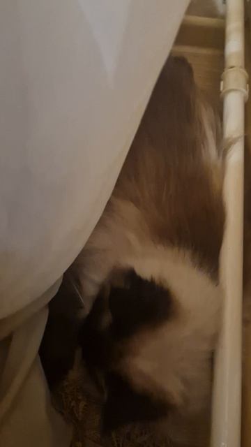 6a7c183d4e9922a6e8b16931a1100b64