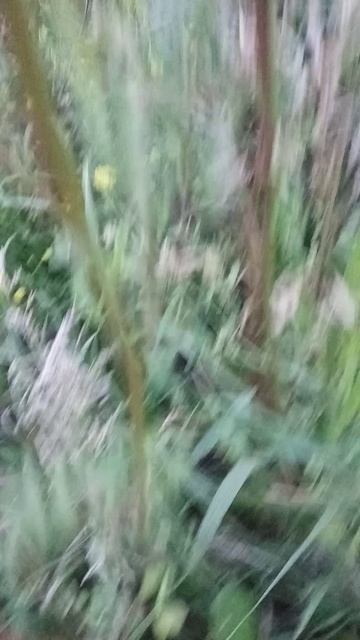 мультик или майн