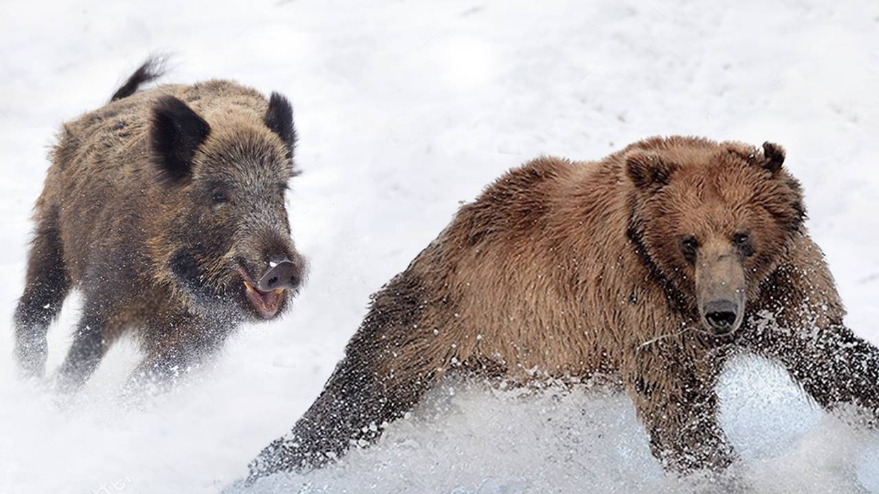С ними не связываются даже МЕДВЕДИ! Вот чем заняты КАБАНЫ Зимой!