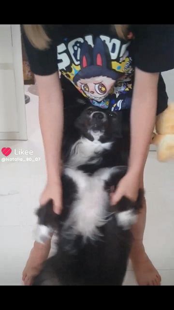 Зарядка. Собачка Черничка