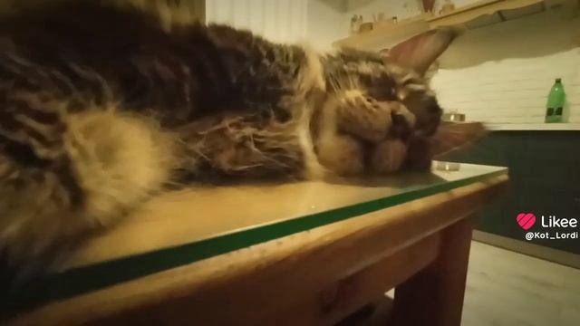 Сон Срубил Мейн-куна 🦁👑 После тяжёлого трудового дня