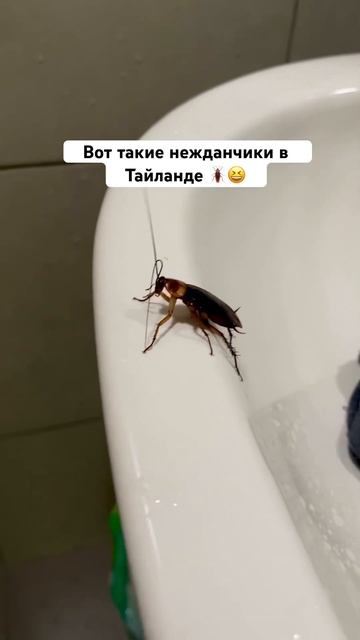 Терпеть не могу тараканов! Кто угодно, но только не тараканы #тайланд #тараканы #насекомые