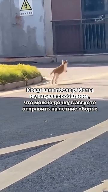 Подробнее про сборы в описании