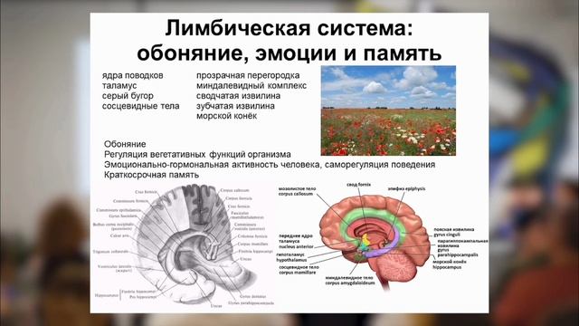 Эволюция мозга 🧠