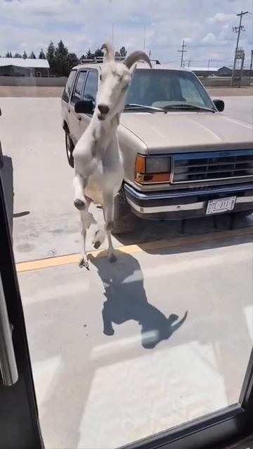 Перчик 🌶🌶