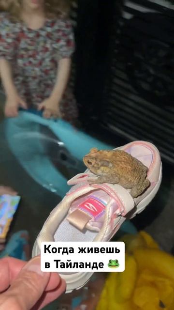 Это Тайланд  #рептилии #жаба #лягушка #thailand