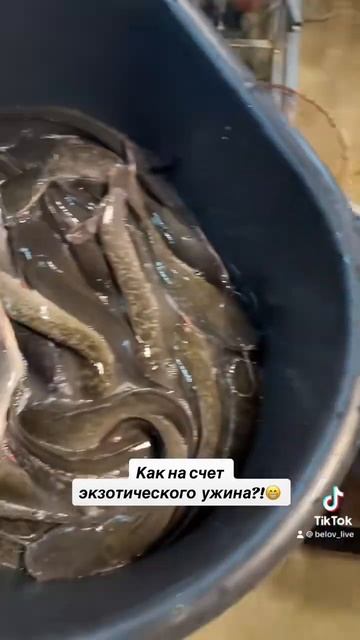 Какую экзотику вы пробовали?! #тайскаяеда #экзотическаякухня #морепродукты