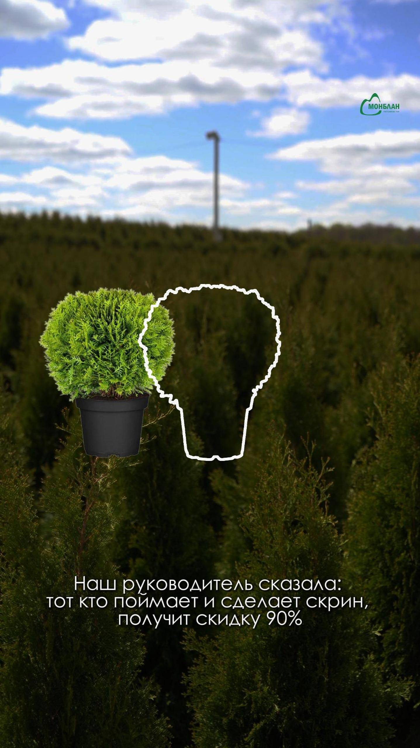 Монблан — питомник туи