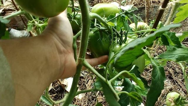 Томаты на Колягино 09.08.2025