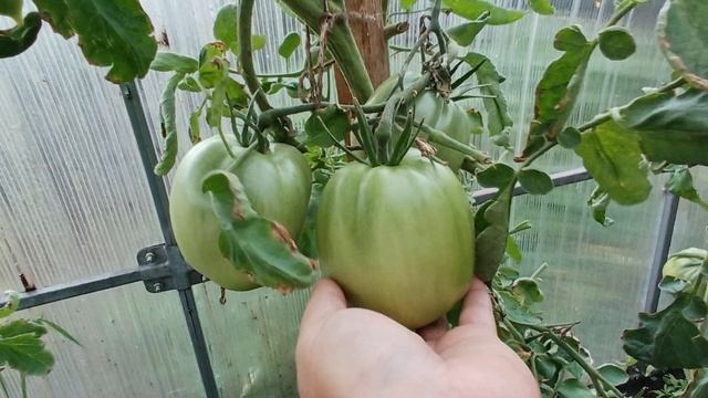 Томаты на Минино 09.08.2025 - 1