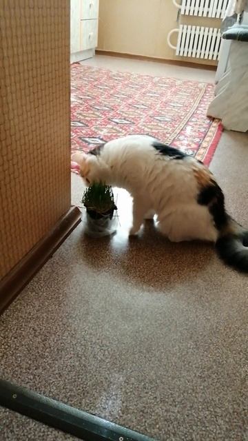 Козы или кошки?