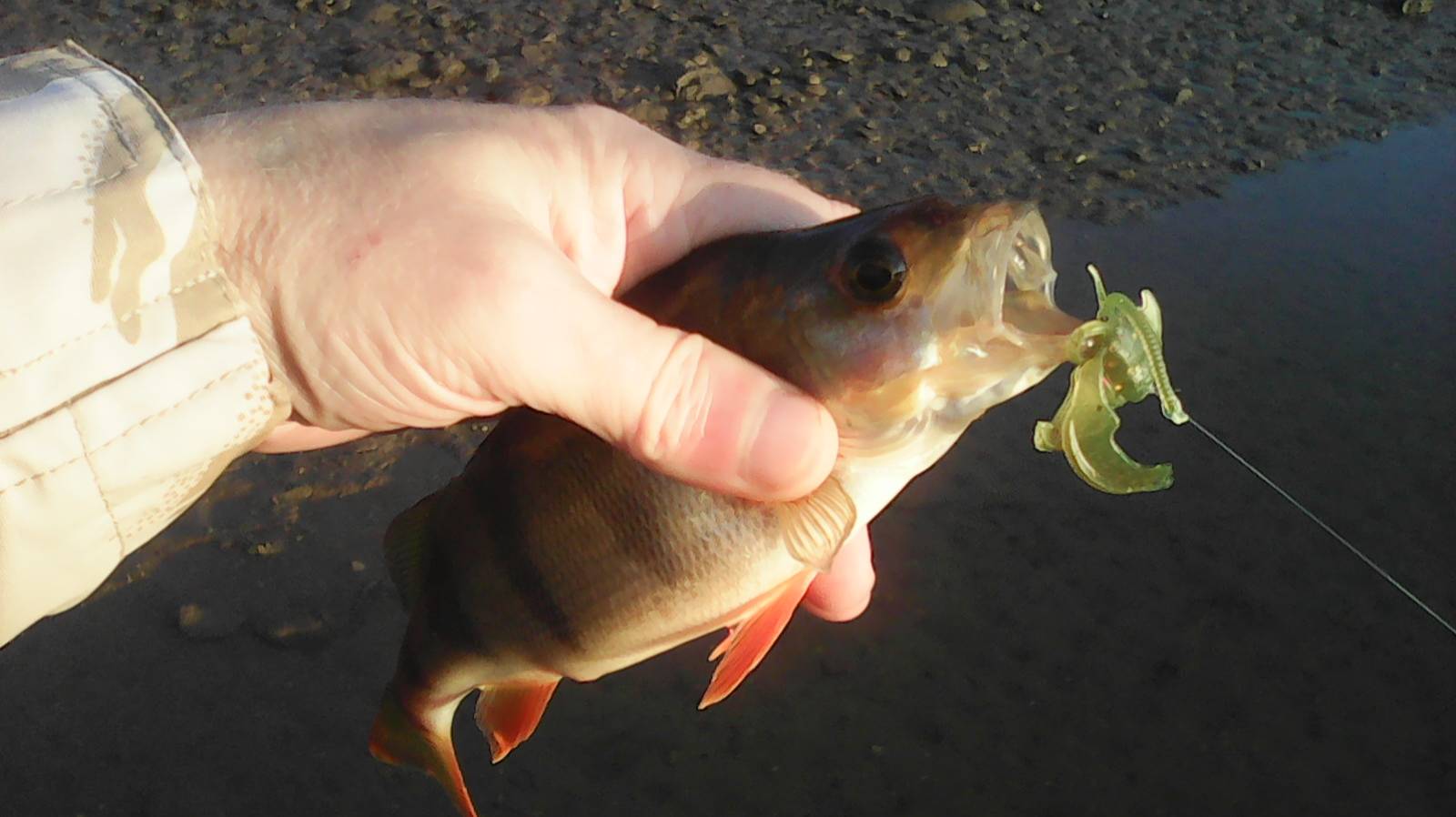 Август 09.08.2025г. Окуни на отводной поводок , приманка китайская тиога