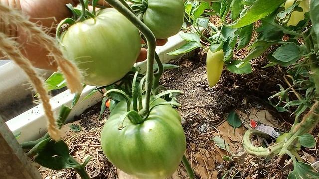 Томаты на Колягино 09.08.2025 - 2