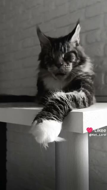 Мейн-Кун Лорди 🦁👑 На наш взгляд это красиво! ❤️