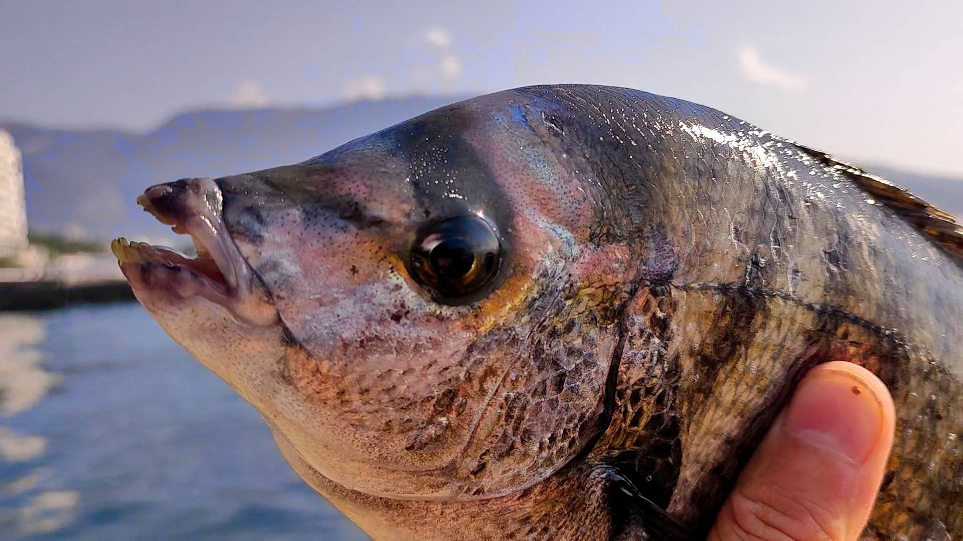 Первый зубарь,  морская рыбалка в ялте. новый спиннинг наутилус сектор