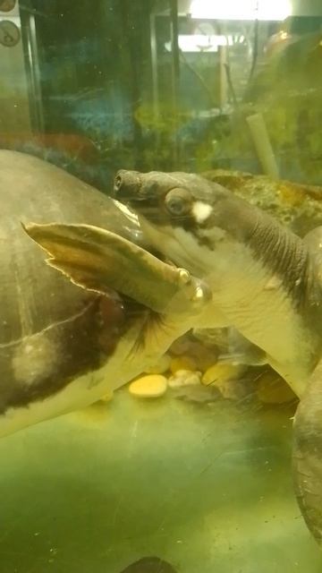 Отношения черепашьи.