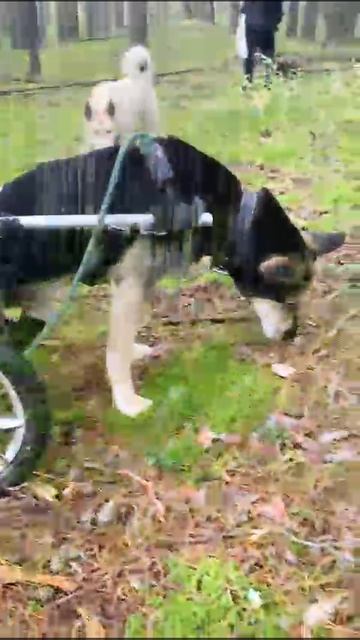 VID_20241126_203645_328