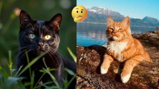 Угадай где нейросеть 🐈