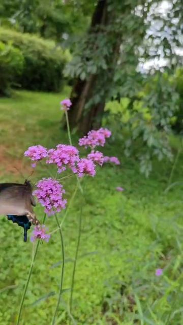 Бабочки на Сахалине.