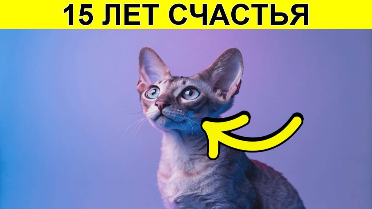 🐱 Как НЕ ОШИБИТЬСЯ при выборе кошки — ИДЕАЛЬНЫЙ питомец на 15 лет!