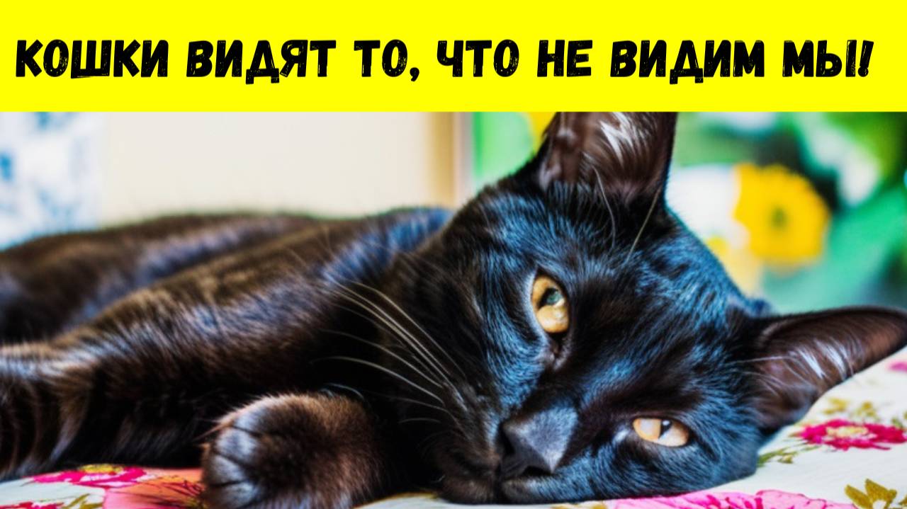 Почему ДРЕВНИЕ ЕГИПТЯНЕ обожествляли кошек ШОКИРУЮЩАЯ правда о целебных способностях!