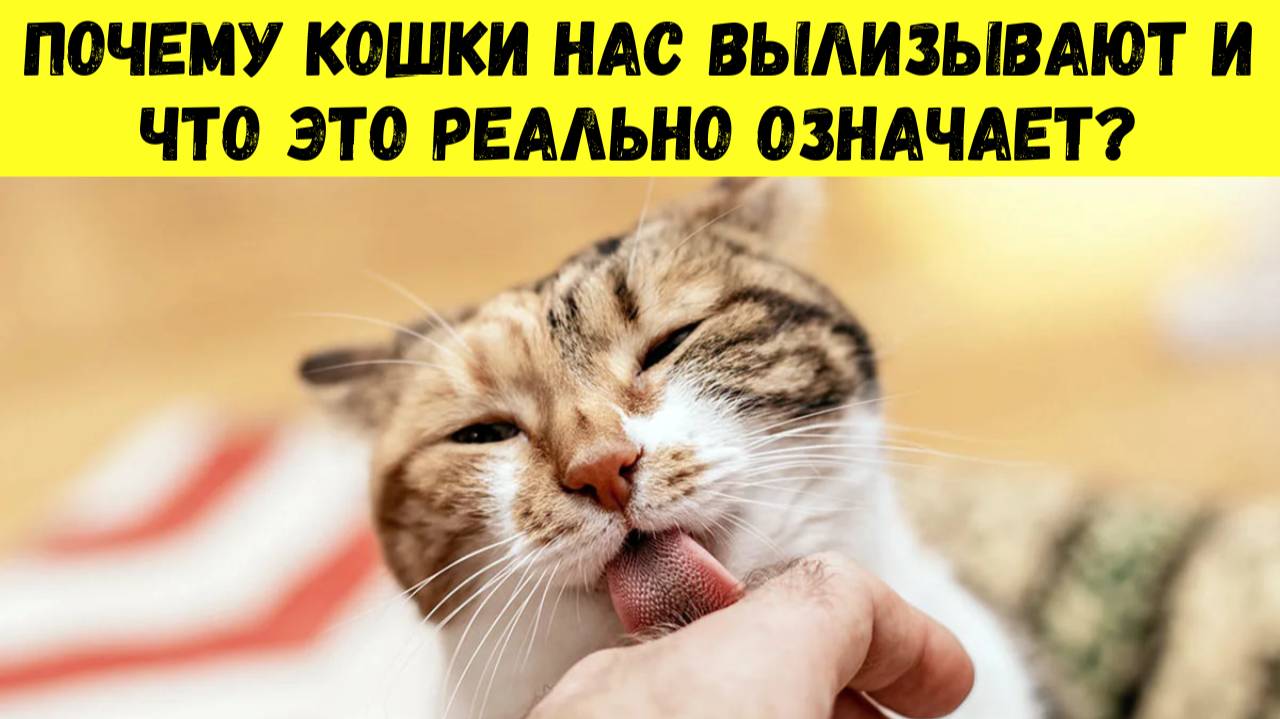 Как ЗАВОЕВАТЬ ДОВЕРИЕ кошки за 10 минут — проверенный метод, который вас ПОРАЗИТ!