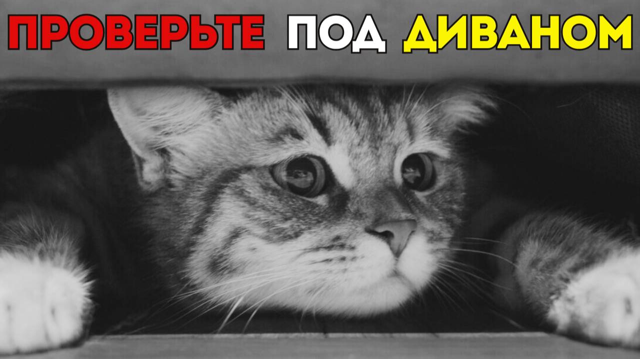 Почему кошки ИГНОРИРУЮТ дорогие игрушки и играют с ПУГОВИЦАМИ