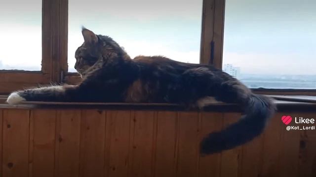 Мейн-Кун Лорди 🦁👑 На Отдыхе 🌲 🏠