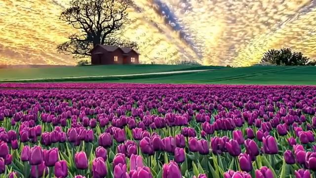 ☪️Слушайте эту суру, Иншаллах, Аллах вознаградить Богатством. 🌿