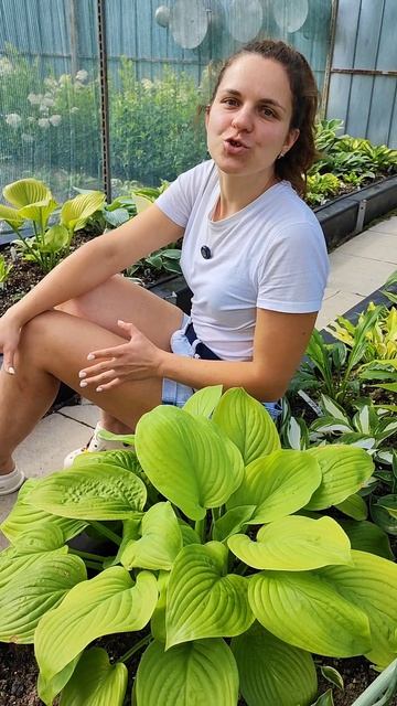 Чем обработать растения от болезней в период плодоношения?